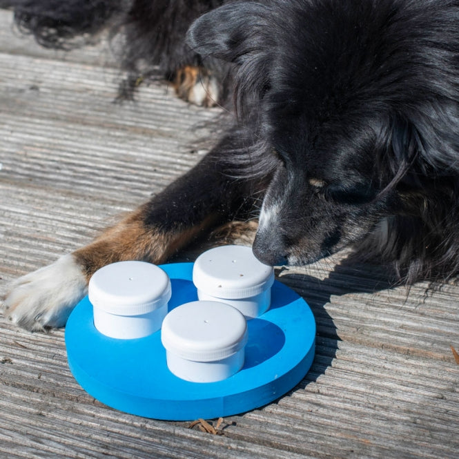 Schwarzer Hund liegt auf einer Holzterrasse und schnüffelt an den Dosen des blauen PROCYON Schnüffel-Rings