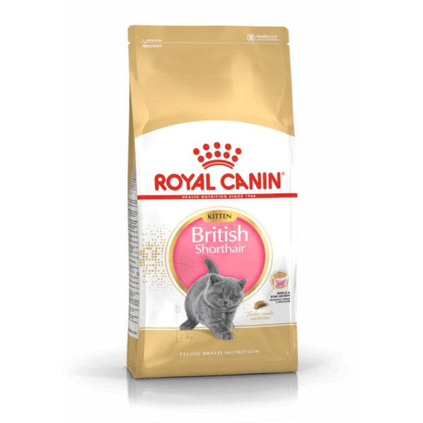 Royal Canin British Shorthair Kitten, Trockenfutter für Britisch-Kurzhaar-Kätzchen
