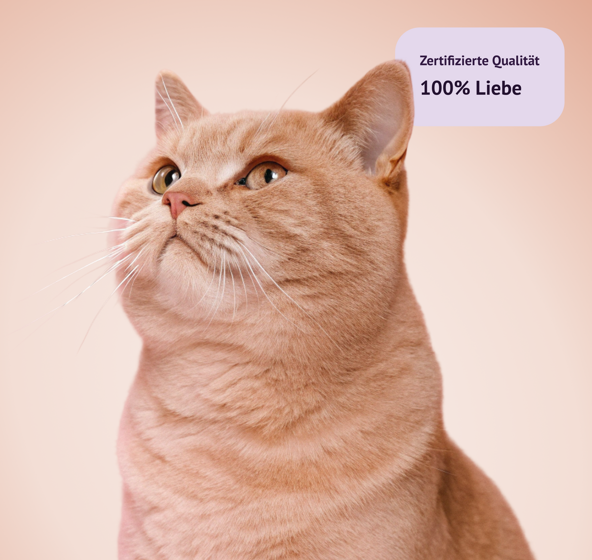 Alles für deine Katze.