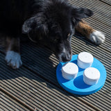 Hund arbeitet konzentriert am PROCYON Schnüffel-Ring auf der Terrasse und sucht den versteckten Geruch