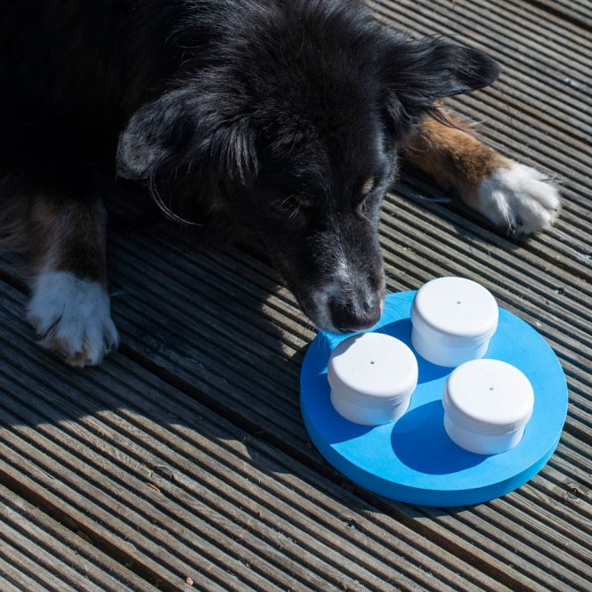 Hund arbeitet konzentriert am PROCYON Schnüffel-Ring auf der Terrasse und sucht den versteckten Geruch